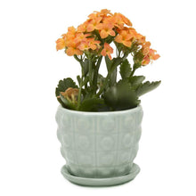 Load image into Gallery viewer, Pot &amp; Saucer, Convex - Floral Acres Greenhouse &amp; Garden Centre
