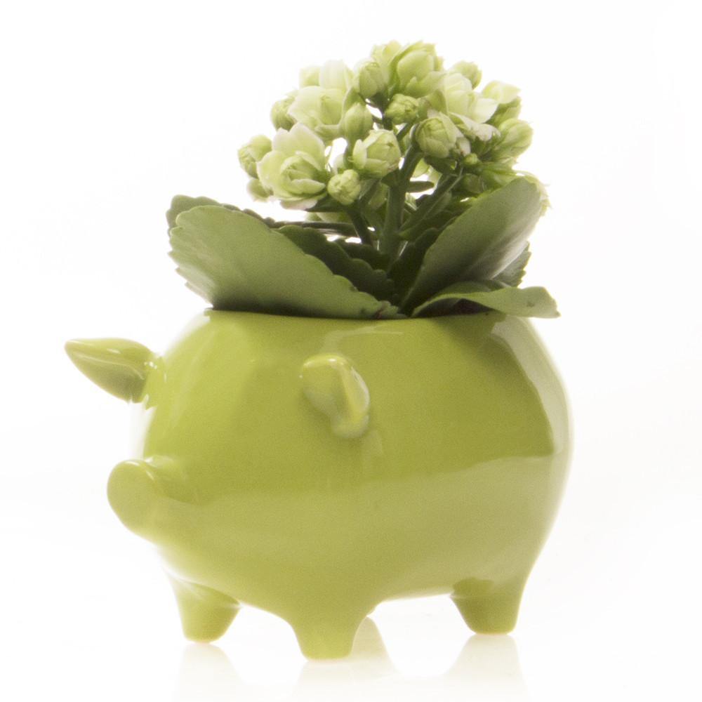 Pot, 5.5in, Pig - Floral Acres Greenhouse & Garden Centre