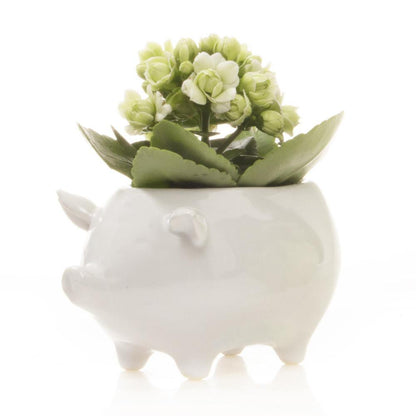 Pot, 5.5in, Pig - Floral Acres Greenhouse & Garden Centre