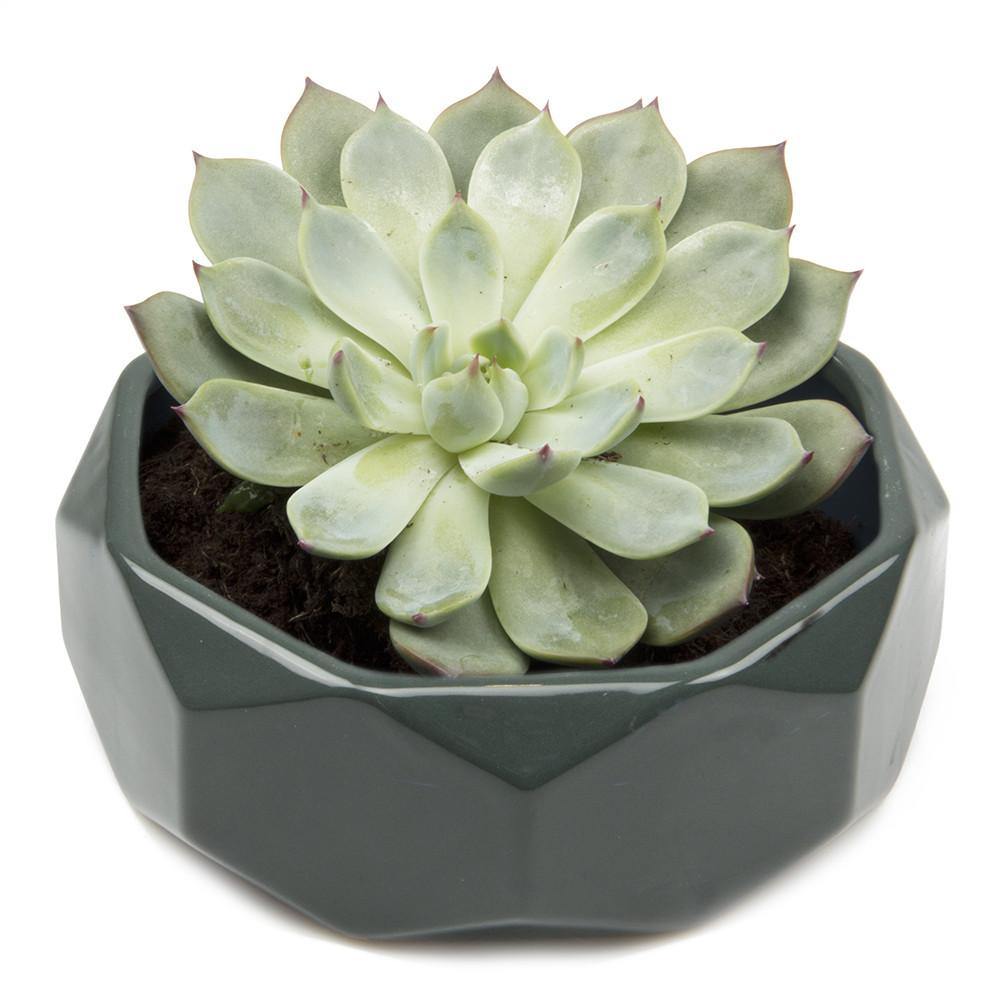 Planter, 8in,  Discus Modern Garden Planters - Floral Acres Greenhouse & Garden Centre