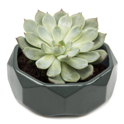 Planter, 8in,  Discus Modern Garden Planters - Floral Acres Greenhouse & Garden Centre