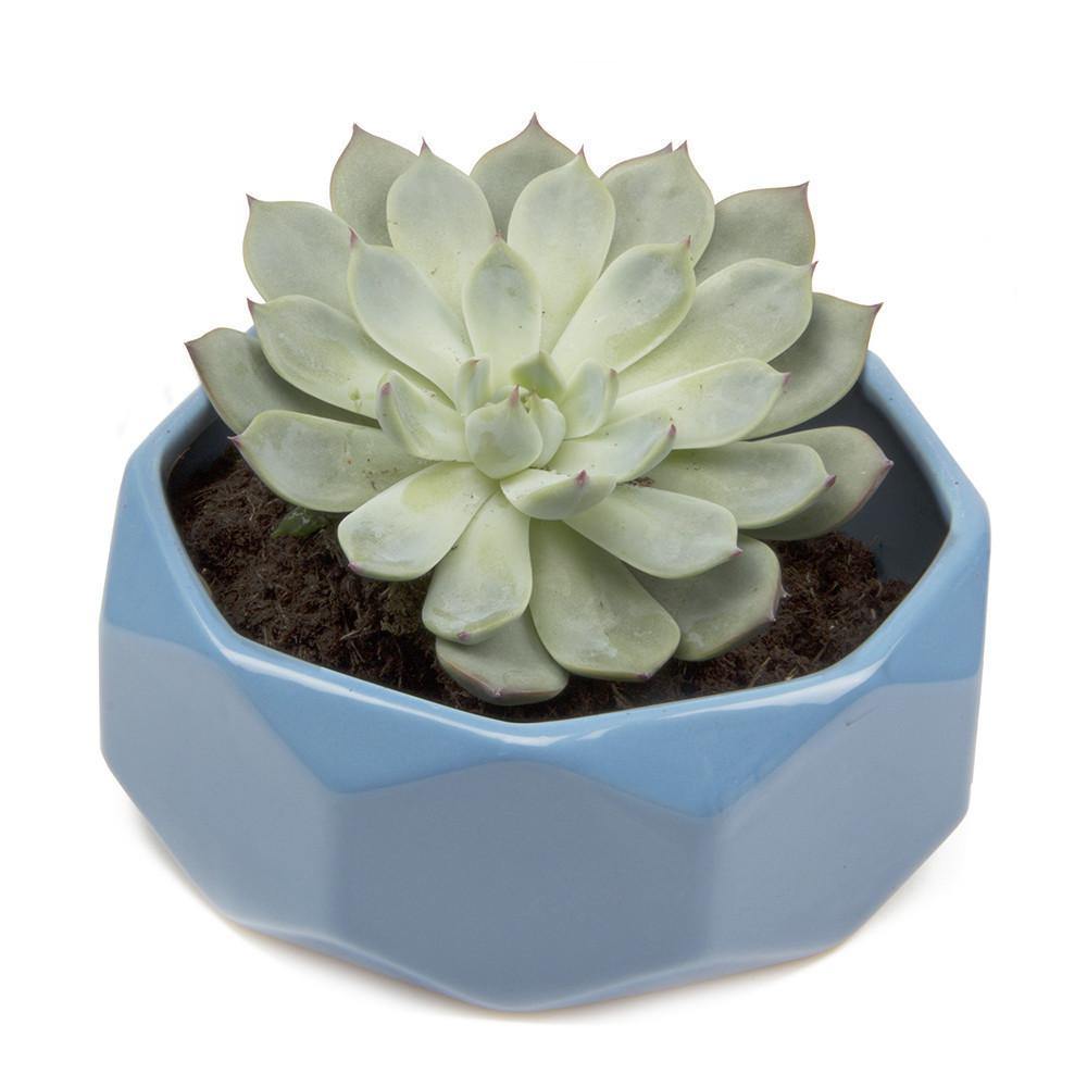 Planter, 8in,  Discus Modern Garden Planters - Floral Acres Greenhouse & Garden Centre
