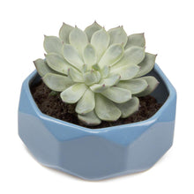 Load image into Gallery viewer, Planter, 8in,  Discus Modern Garden Planters - Floral Acres Greenhouse &amp; Garden Centre
