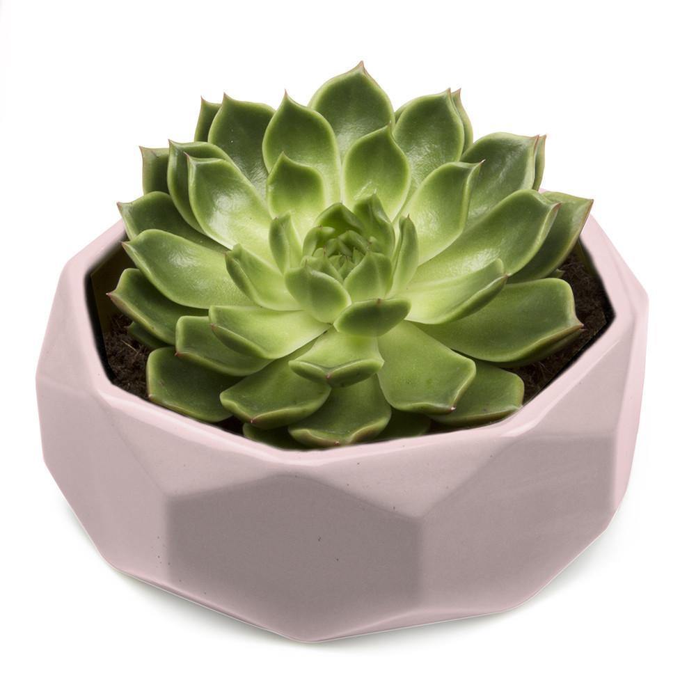 Planter, 8in,  Discus Modern Garden Planters