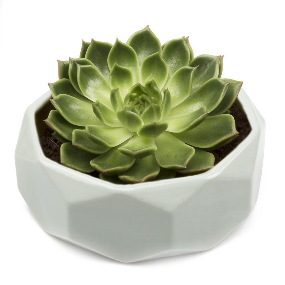 Planter, 8in,  Discus Modern Garden Planters - Floral Acres Greenhouse & Garden Centre
