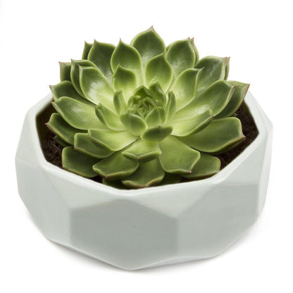 Planter, 8in,  Discus Modern Garden Planters - Floral Acres Greenhouse & Garden Centre