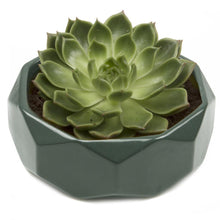 Load image into Gallery viewer, Planter, 8in,  Discus Modern Garden Planters - Floral Acres Greenhouse &amp; Garden Centre
