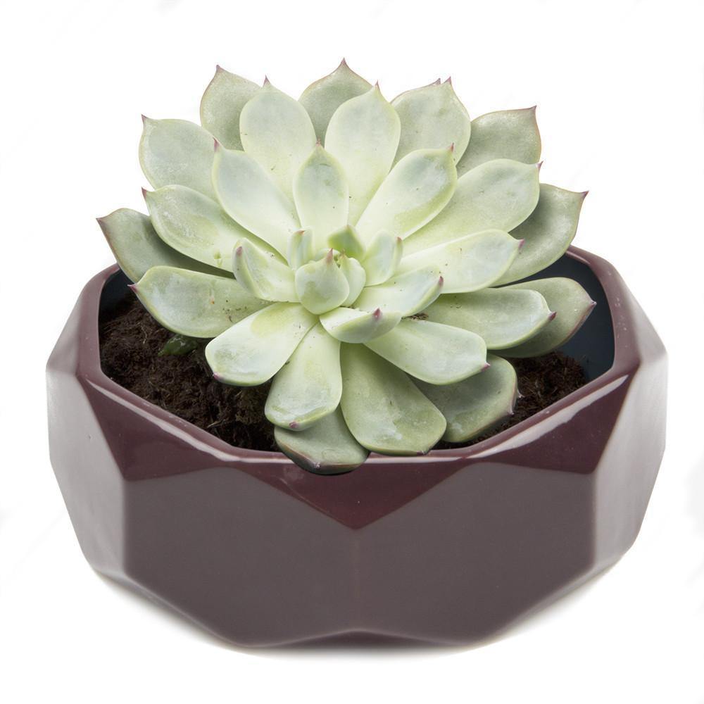 Planter, 8in,  Discus Modern Garden Planters - Floral Acres Greenhouse & Garden Centre