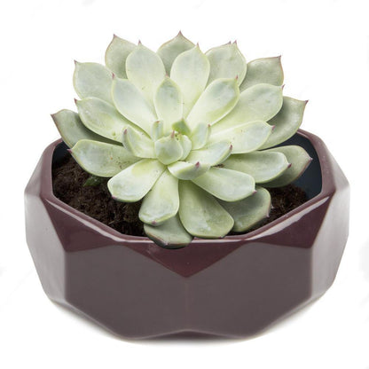Planter, 8in,  Discus Modern Garden Planters - Floral Acres Greenhouse & Garden Centre