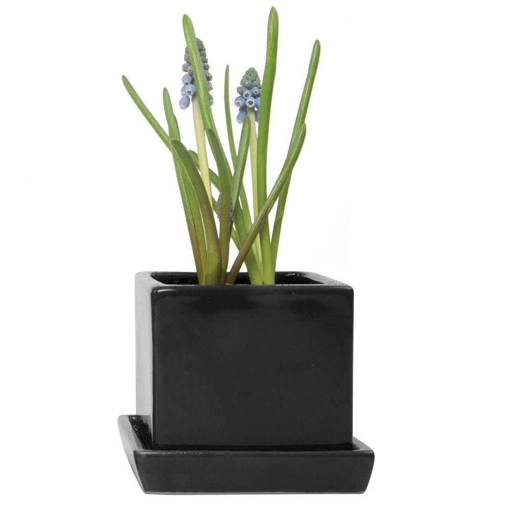Pot & Saucer, 2.5in, Cube - Floral Acres Greenhouse & Garden Centre