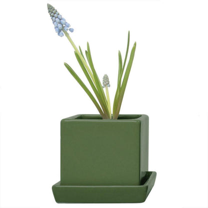 Pot & Saucer, 2.5in, Cube - Floral Acres Greenhouse & Garden Centre