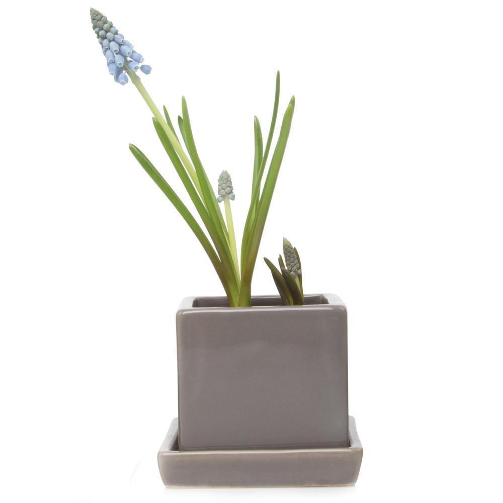 Pot & Saucer, 2.5in, Cube - Floral Acres Greenhouse & Garden Centre