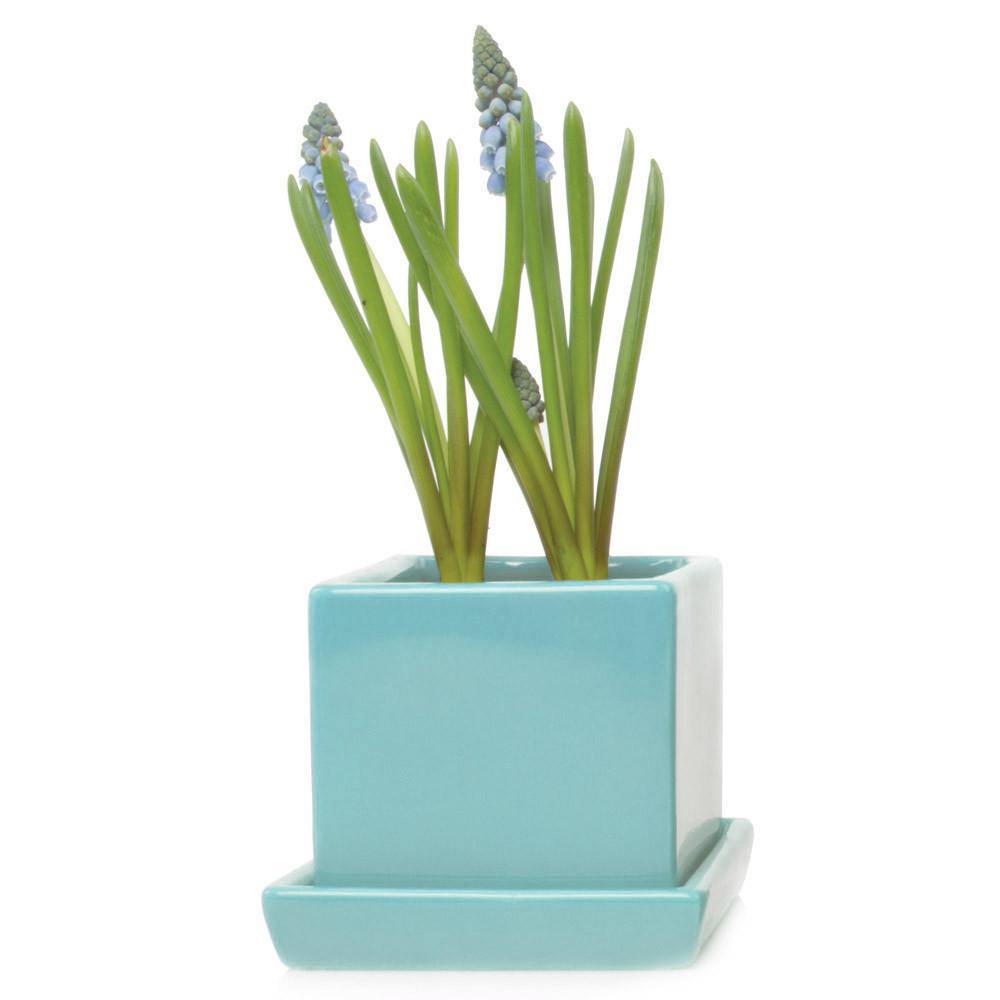 Pot & Saucer, 2.5in, Cube - Floral Acres Greenhouse & Garden Centre
