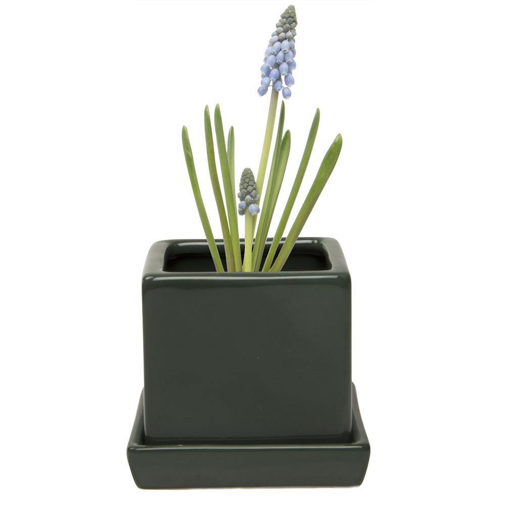 Pot & Saucer, 2.5in, Cube - Floral Acres Greenhouse & Garden Centre