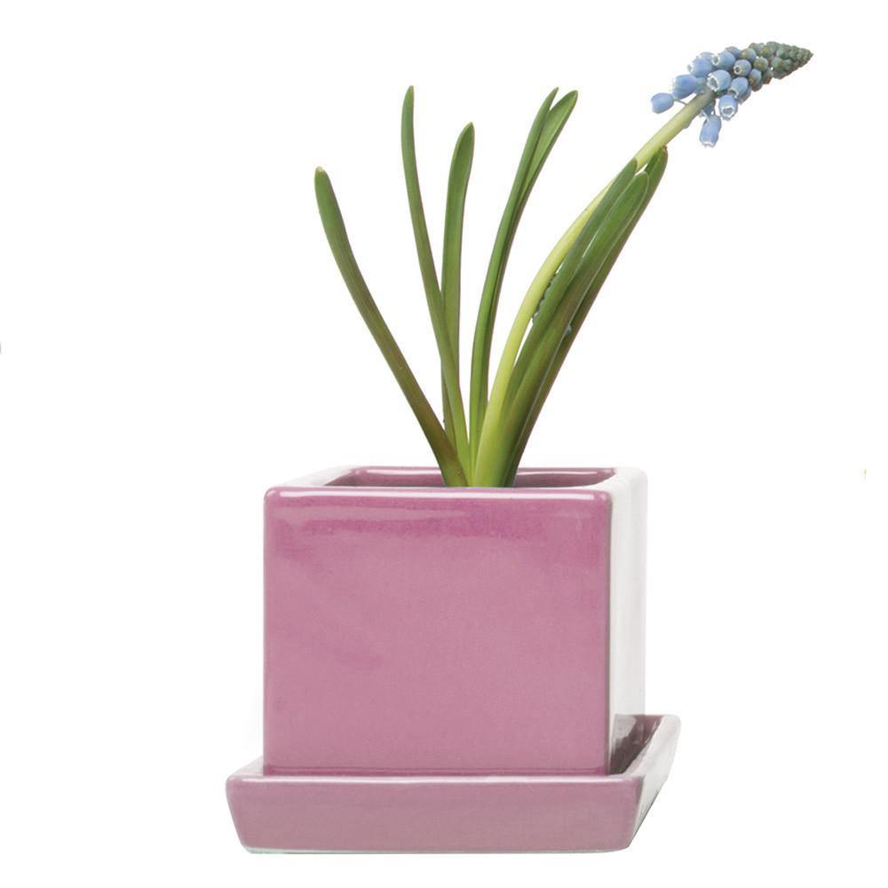 Pot & Saucer, 2.5in, Cube - Floral Acres Greenhouse & Garden Centre