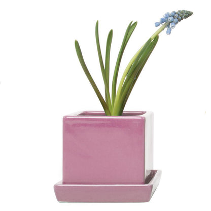 Pot & Saucer, 2.5in, Cube - Floral Acres Greenhouse & Garden Centre