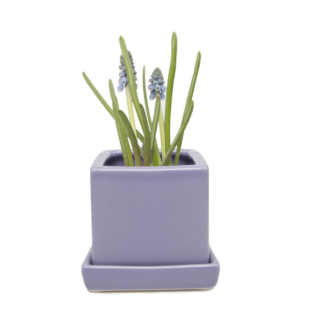 Pot & Saucer, 2.5in, Cube - Floral Acres Greenhouse & Garden Centre