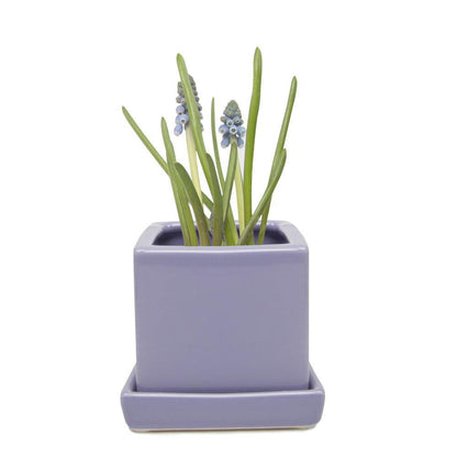 Pot & Saucer, 2.5in, Cube - Floral Acres Greenhouse & Garden Centre