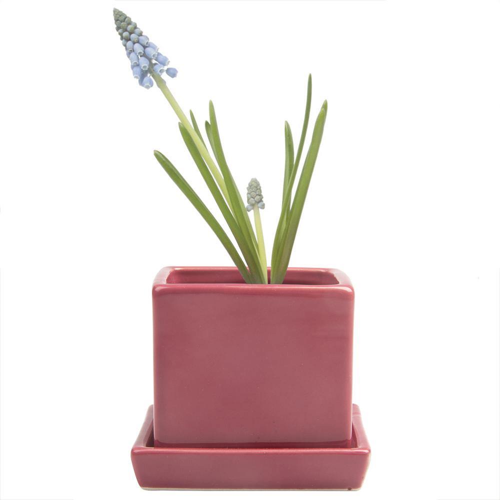 Pot & Saucer, 2.5in, Cube