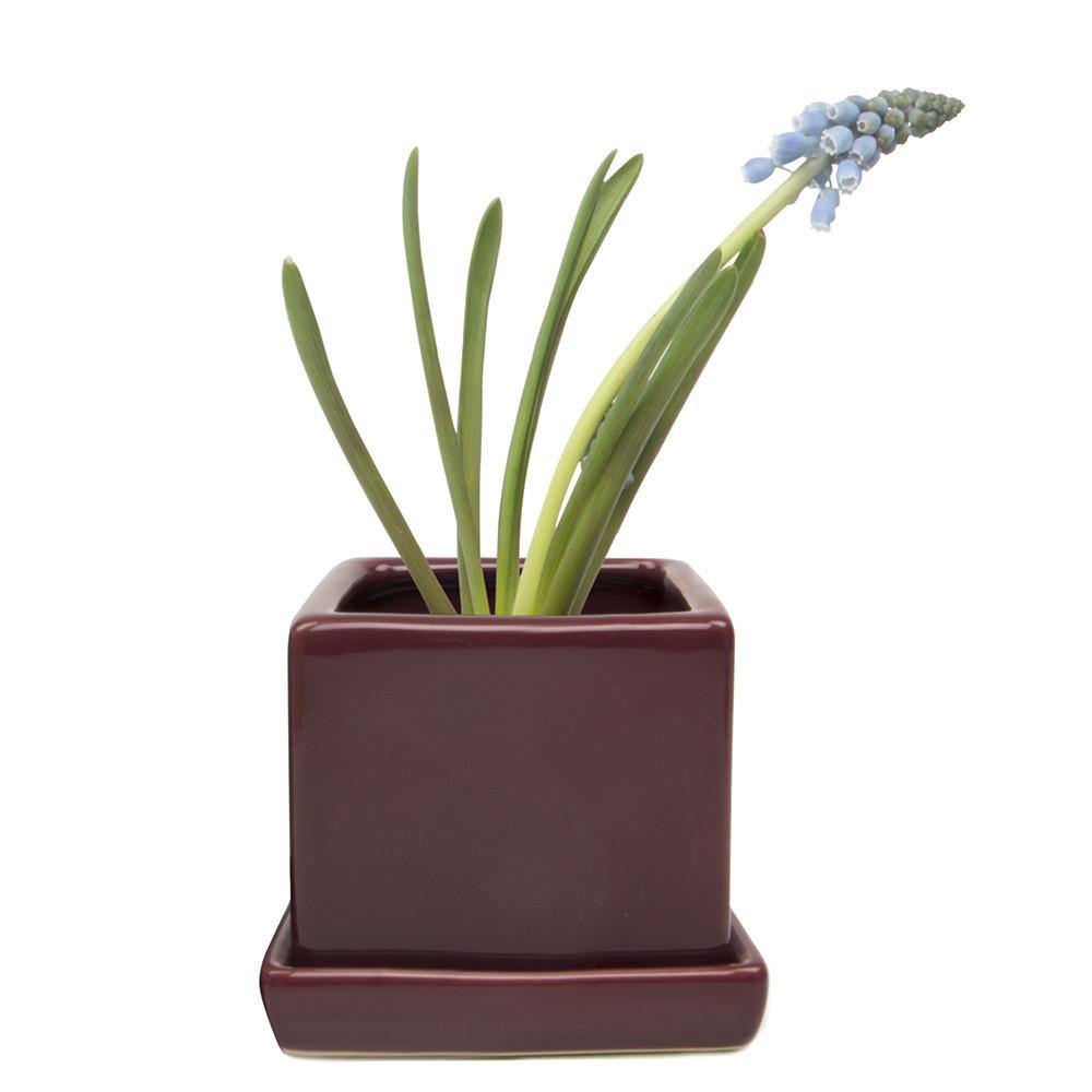 Pot & Saucer, 2.5in, Cube - Floral Acres Greenhouse & Garden Centre