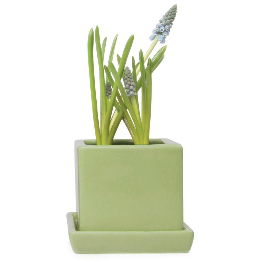 Pot & Saucer, 2.5in, Cube - Floral Acres Greenhouse & Garden Centre