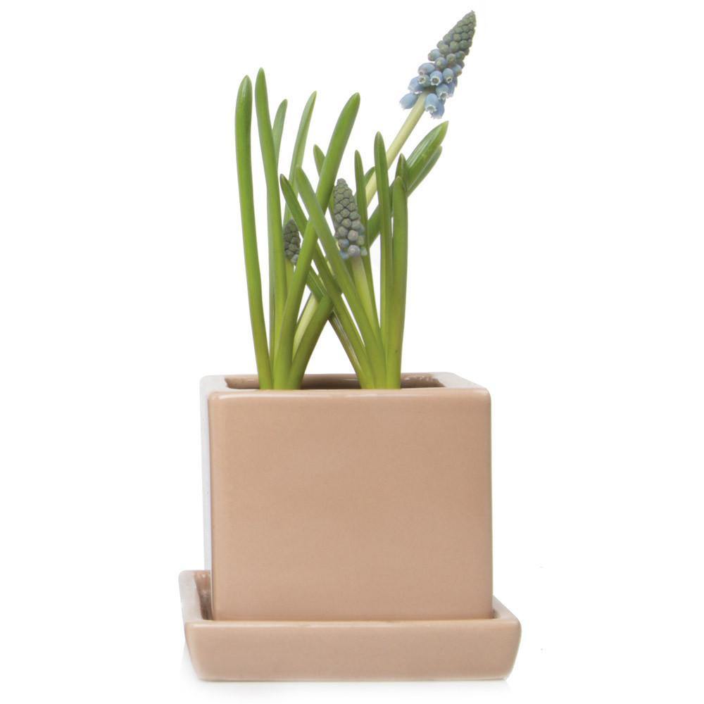 Pot & Saucer, 2.5in, Cube - Floral Acres Greenhouse & Garden Centre