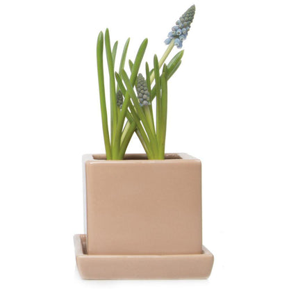 Pot & Saucer, 2.5in, Cube - Floral Acres Greenhouse & Garden Centre