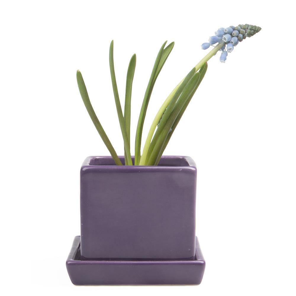 Pot & Saucer, 2.5in, Cube - Floral Acres Greenhouse & Garden Centre