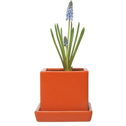 Pot & Saucer, 2.5in, Cube - Floral Acres Greenhouse & Garden Centre