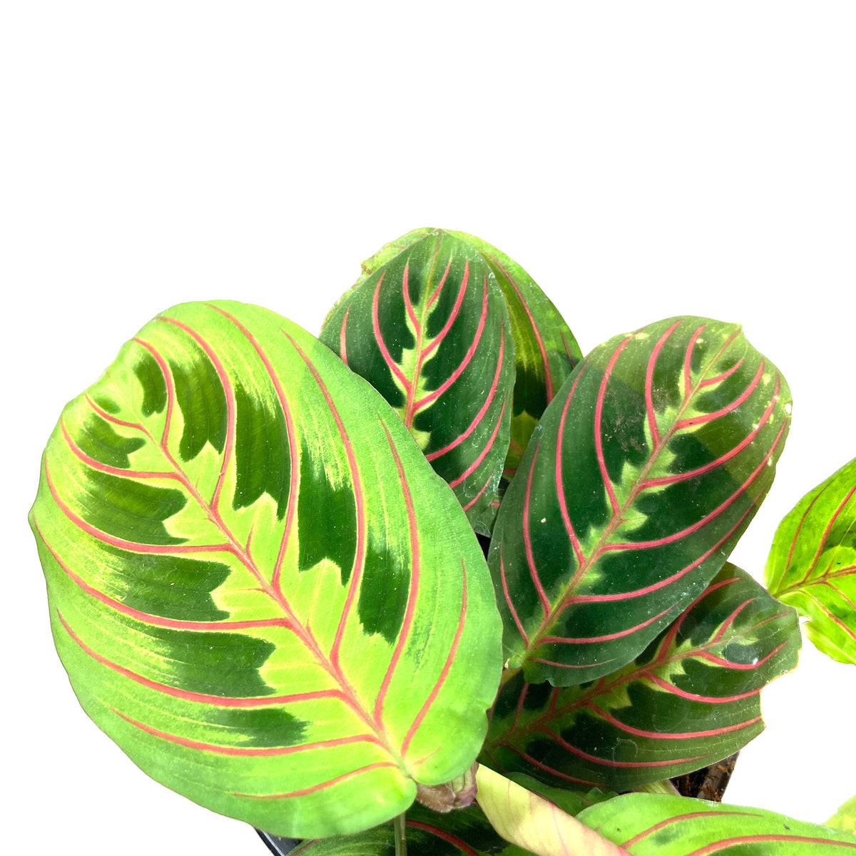 Maranta, 4in, Red