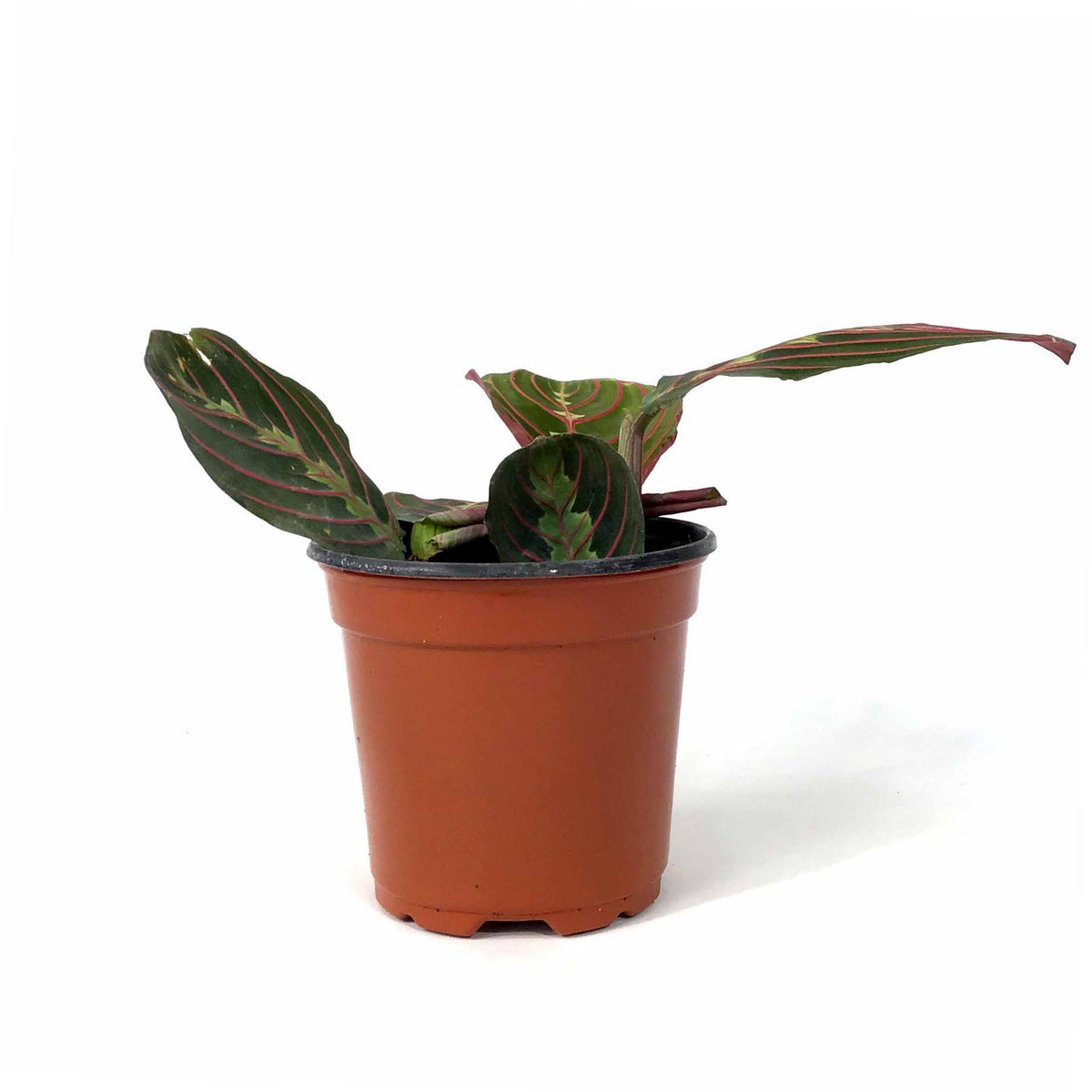 Maranta, 4in, Red