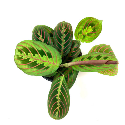 Maranta, 4in, Red