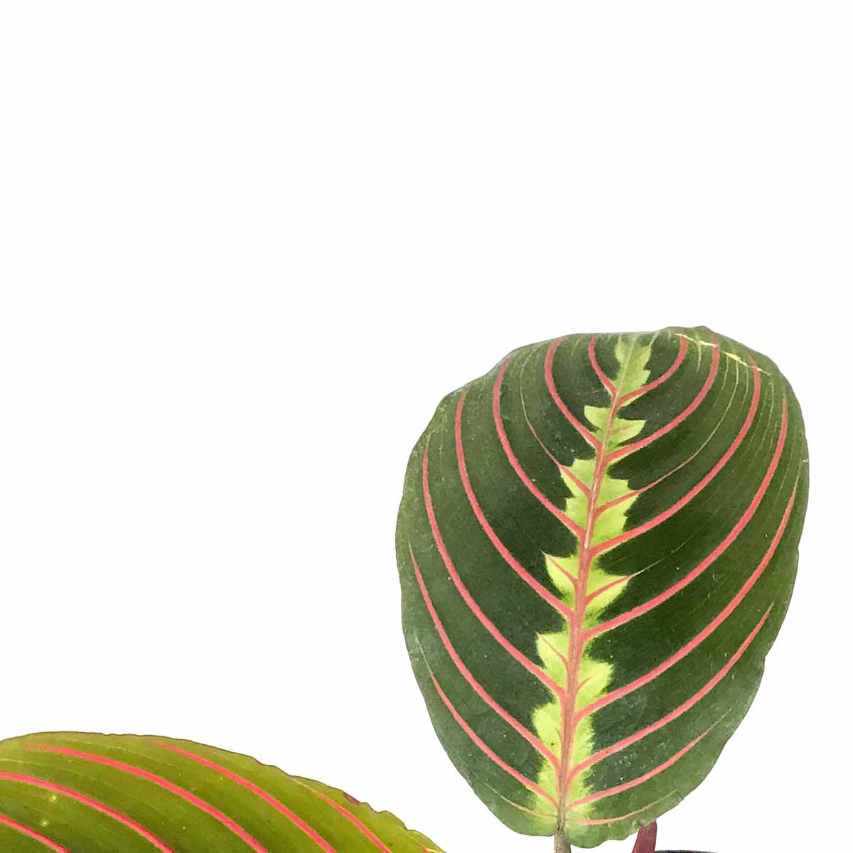 Maranta, 4in, Red