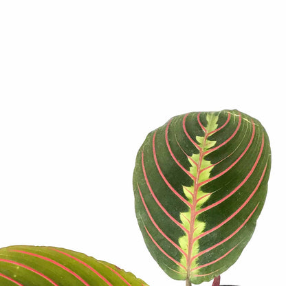 Maranta, 4in, Red