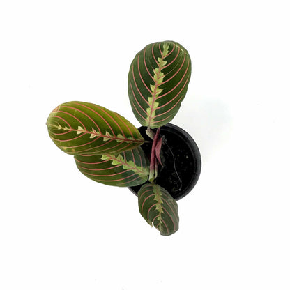 Maranta, 4in, Red