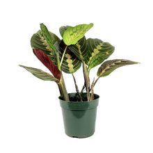 Load image into Gallery viewer, Maranta, 4in, Red
