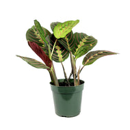 Maranta, 4in, Red