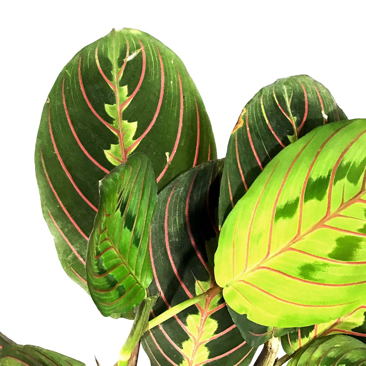 Maranta, 4in, Red