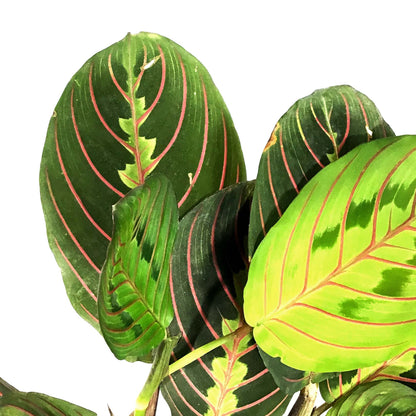 Maranta, 4in, Red