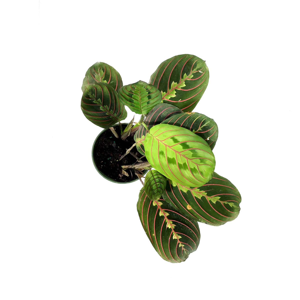 Maranta, 4in, Red