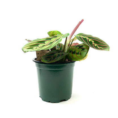 Maranta, 4in, Red