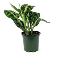 Maranta, 4in, Lemon Lime