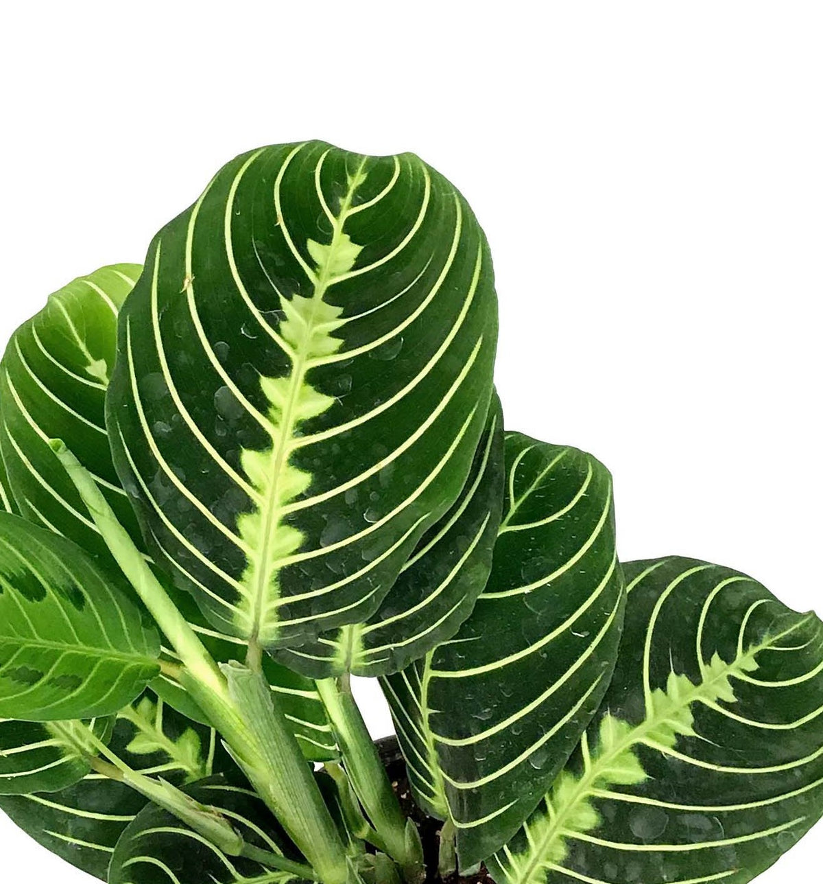 Maranta, 4in, Lemon Lime
