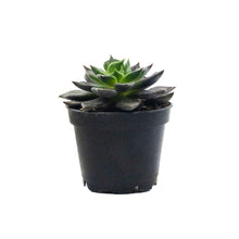 Load image into Gallery viewer, Succulent, 2in, Echeveria Echoc - Floral Acres Greenhouse &amp; Garden Centre
