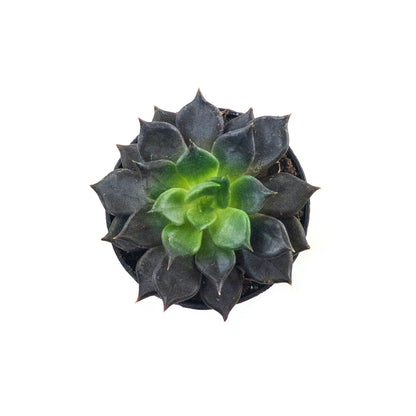 Succulent, 2in, Echeveria Echoc - Floral Acres Greenhouse & Garden Centre