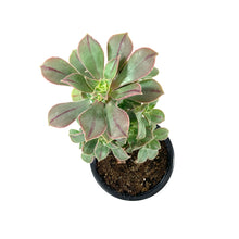 Load image into Gallery viewer, Succulent, 3.5in, Aeonium Stripe - Floral Acres Greenhouse &amp; Garden Centre
