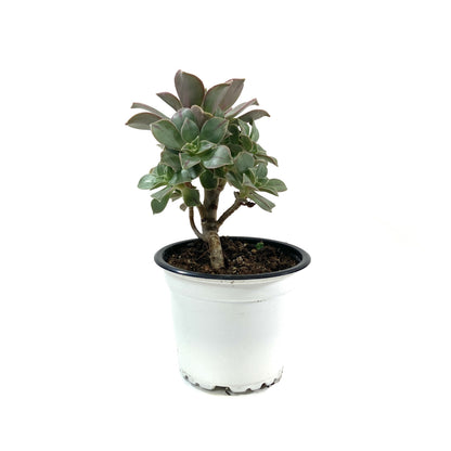 Succulent, 3.5in, Aeonium Stripe - Floral Acres Greenhouse & Garden Centre