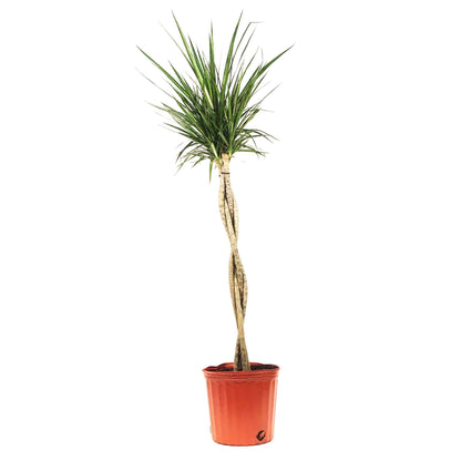 Dracaena, 10in, Marginata Cutback Braid