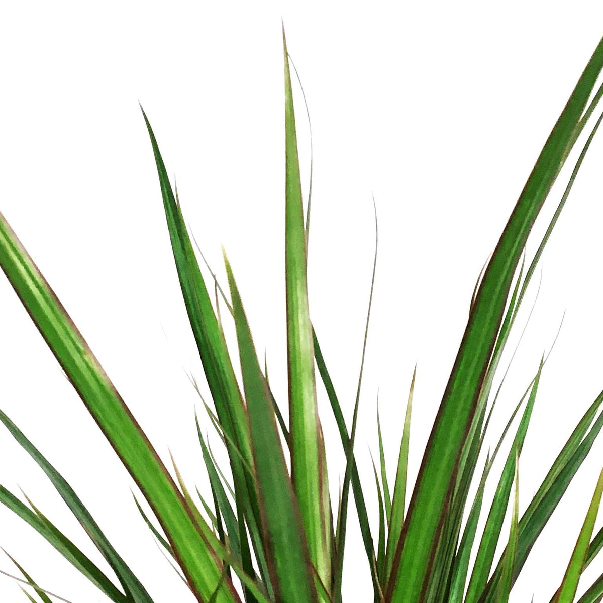 Dracaena, 10in, Marginata Cutback Braid