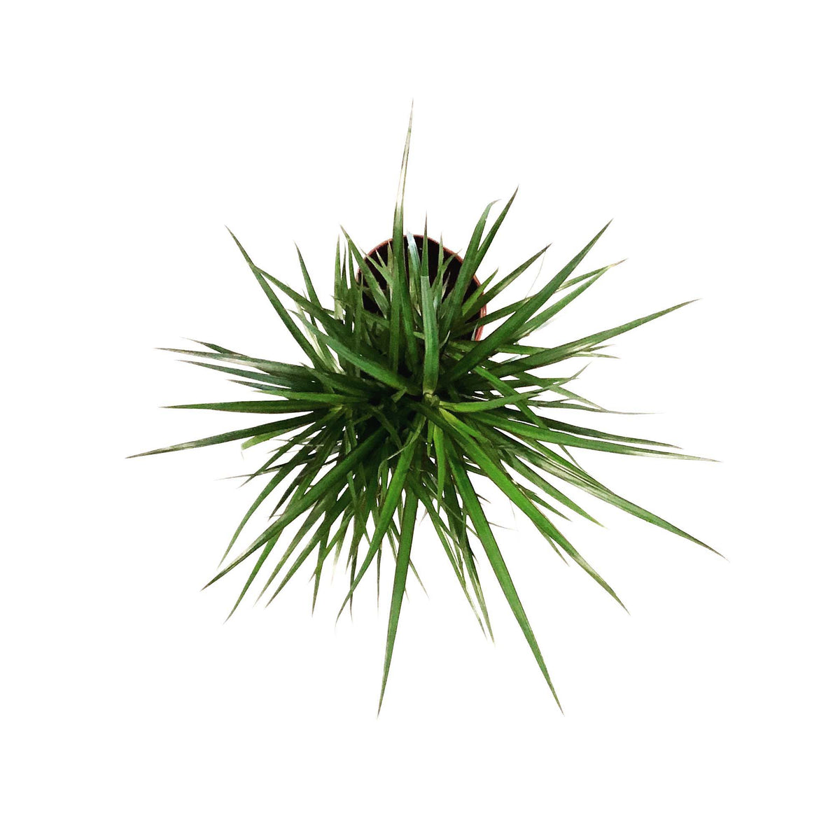 Dracaena, 10in, Marginata Cutback Braid